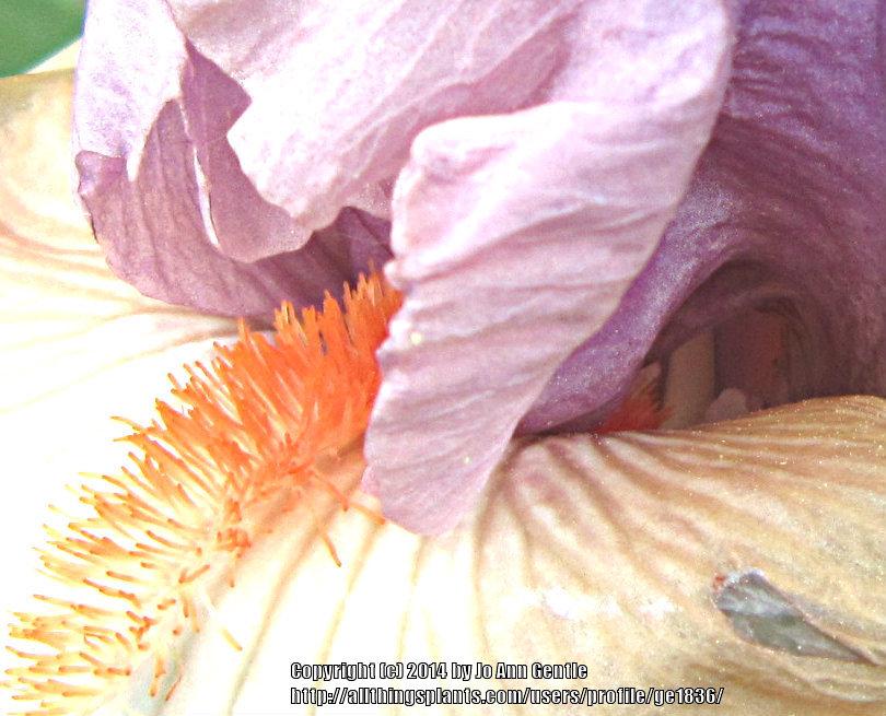 Photo of Tall Bearded Iris (Iris 'La Scala') uploaded by ge1836