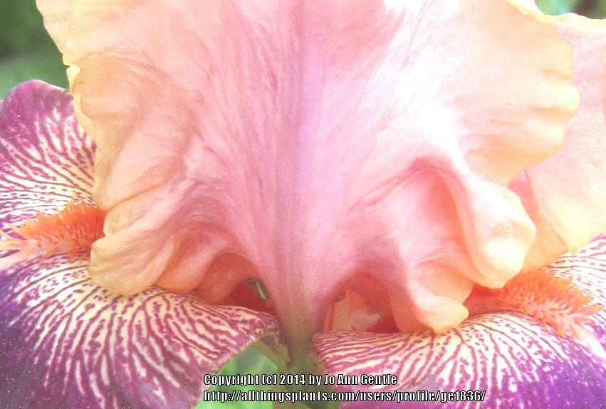 Photo of Tall Bearded Iris (Iris 'Fancy Lover') uploaded by ge1836