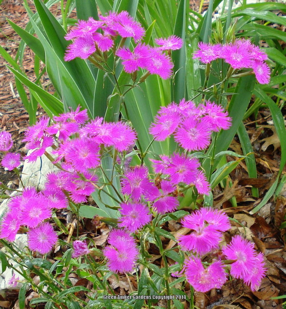 Photo of Sweet William (Dianthus barbatus 'Purple Bouquet') uploaded by lovemyhouse