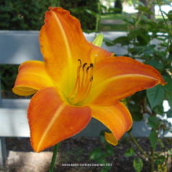 Location: Garland (Dallas), TX
Date: 2014-06-04
This is one tough daylily. :-)