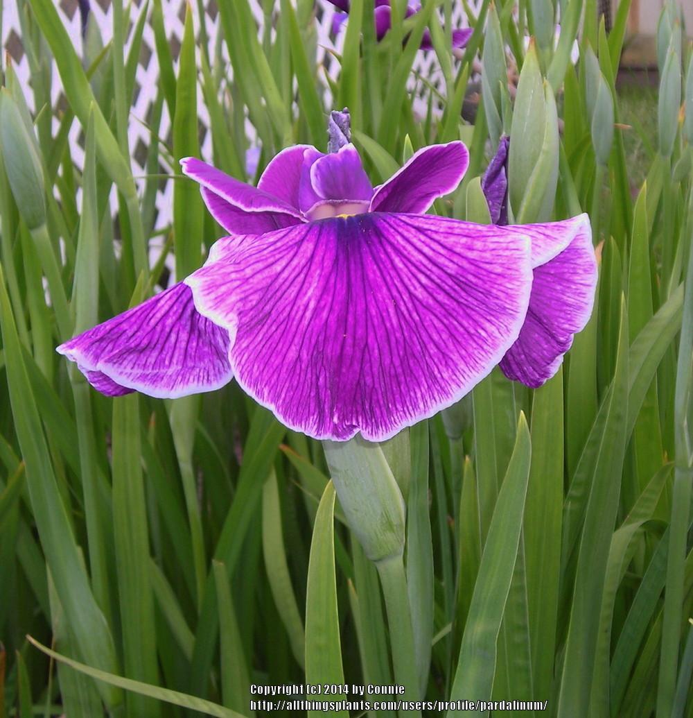 Photo of Japanese Iris (Iris ensata 'Dramatic Pattern') uploaded by pardalinum