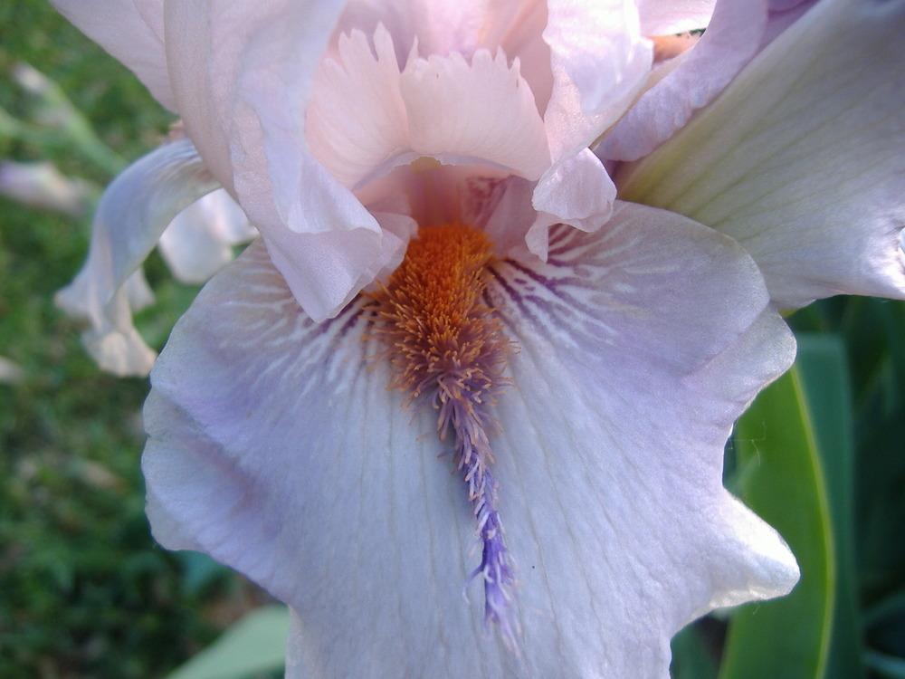 Photo of Tall Bearded Iris (Iris 'Awesome Alex') uploaded by tveguy3