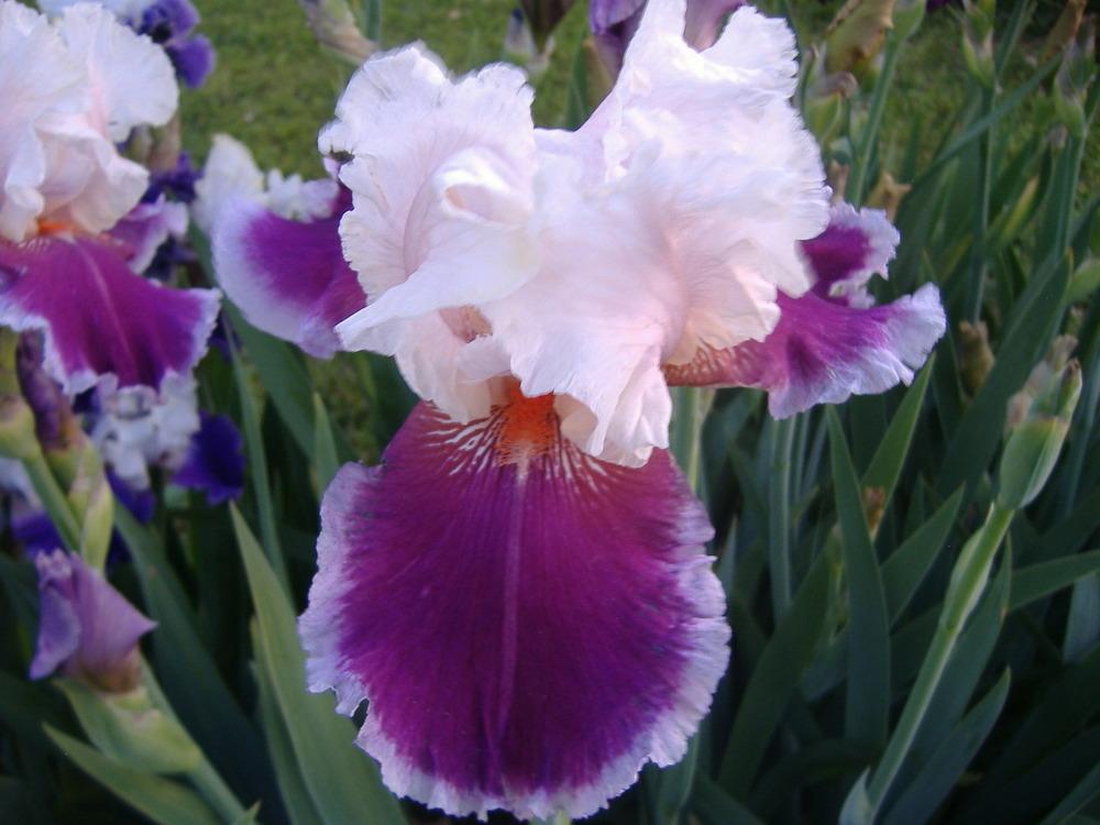 Photo of Tall Bearded Iris (Iris 'Ringo') uploaded by tveguy3