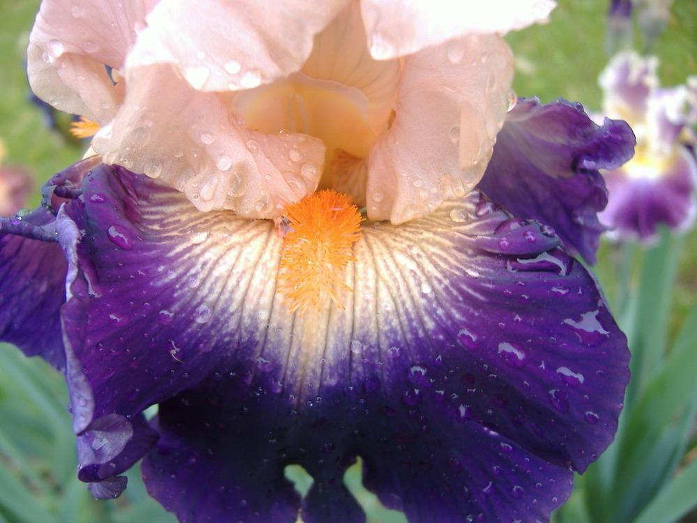 Photo of Tall Bearded Iris (Iris 'Gitano') uploaded by tveguy3