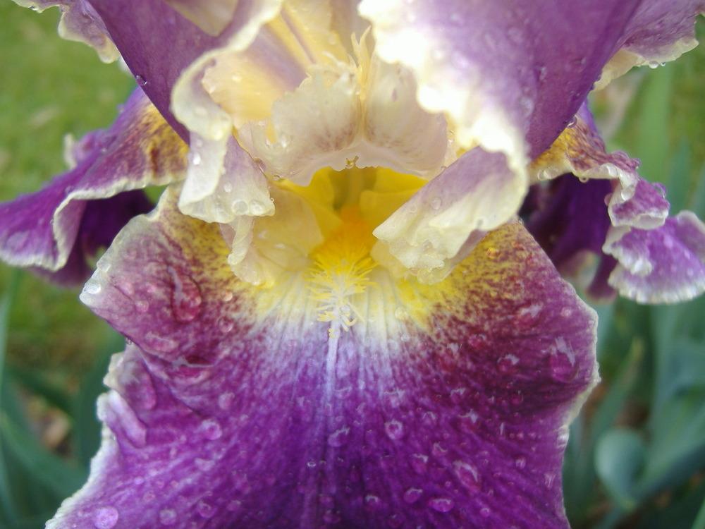 Photo of Tall Bearded Iris (Iris 'Montmartre') uploaded by tveguy3
