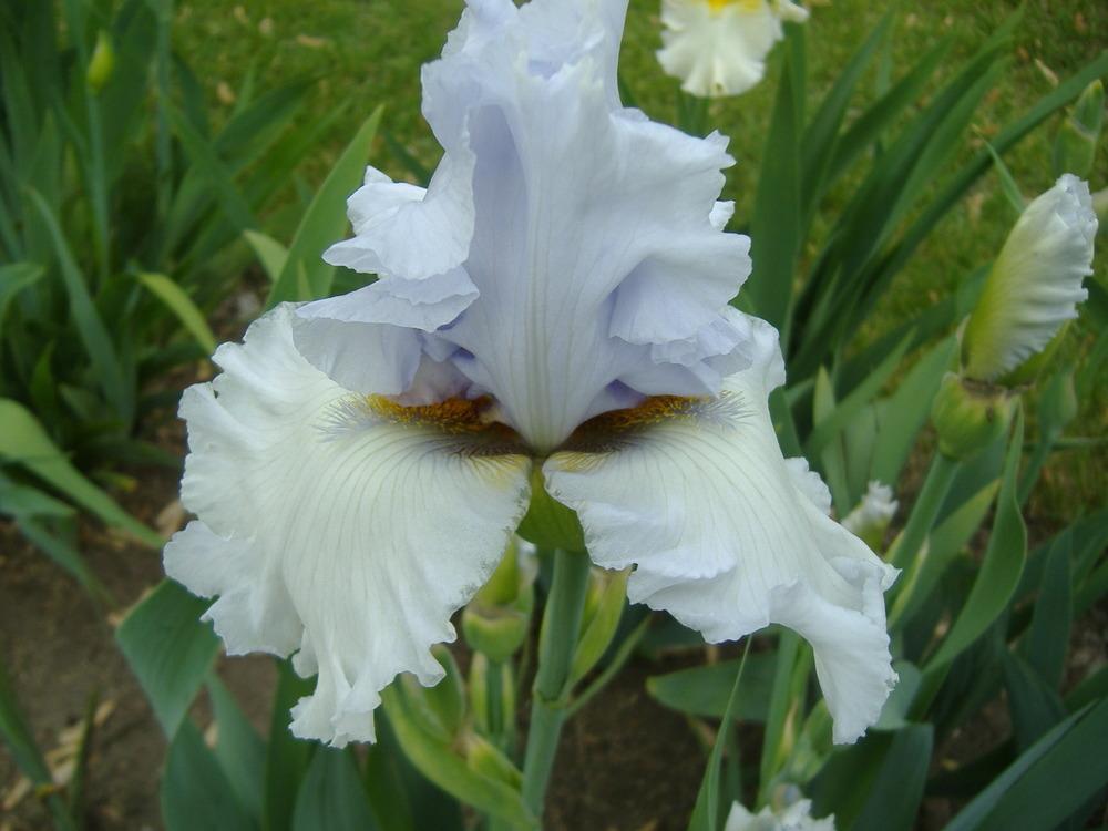 Photo of Tall Bearded Iris (Iris 'Misty Morning Melody') uploaded by tveguy3