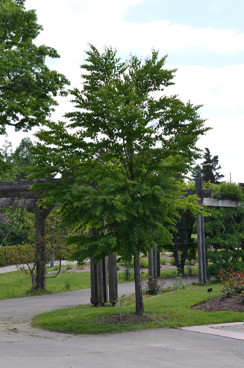 Photo of Katsura Tree (Cercidiphyllum japonicum) uploaded by Anne