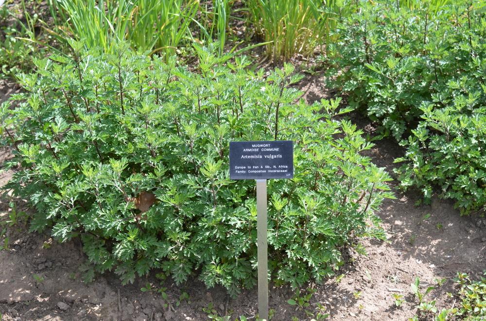 Photo of Mugwort (Artemisia vulgaris) uploaded by Anne