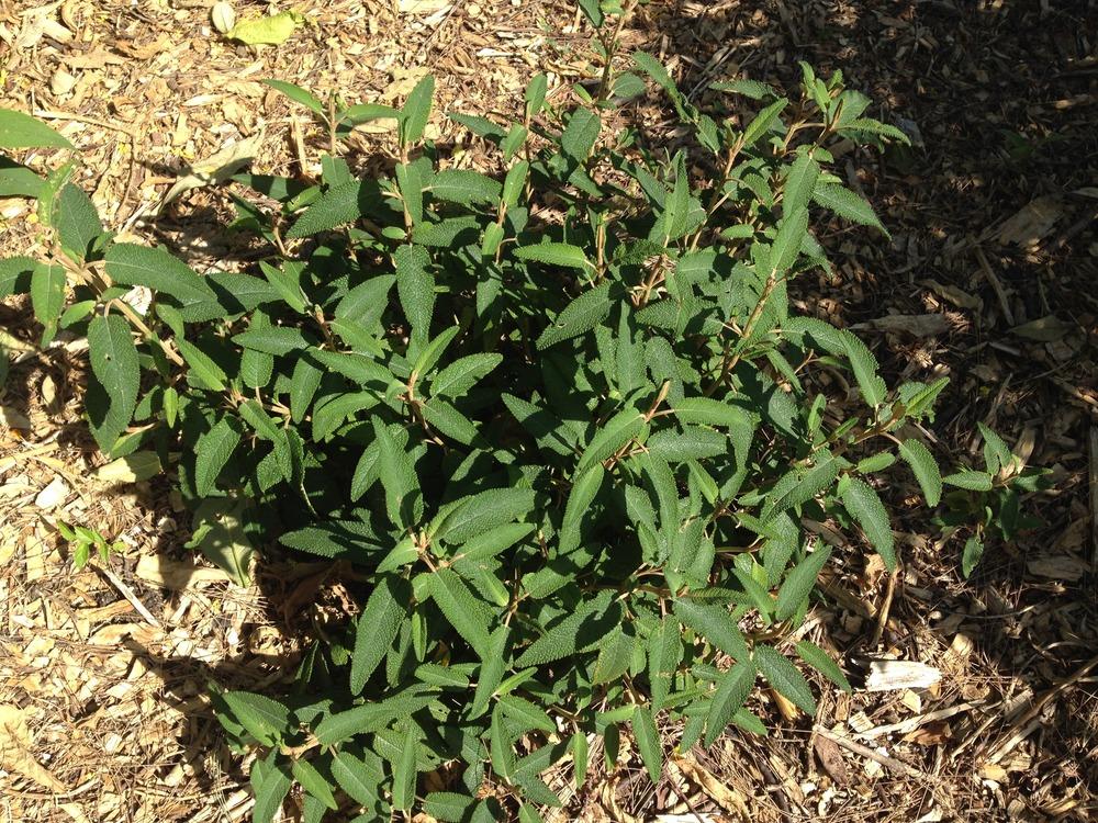 Photo of Sage (Salvia corrugata) uploaded by HamiltonSquare