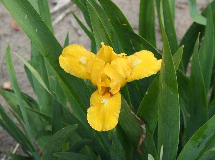 Photo of Standard Dwarf Bearded Iris (Iris 'Cache of Gold') uploaded by KentPfeiffer