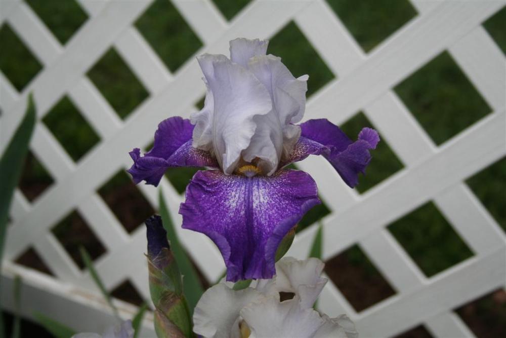 Photo of Tall Bearded Iris (Iris 'Confederate Royalty') uploaded by KentPfeiffer