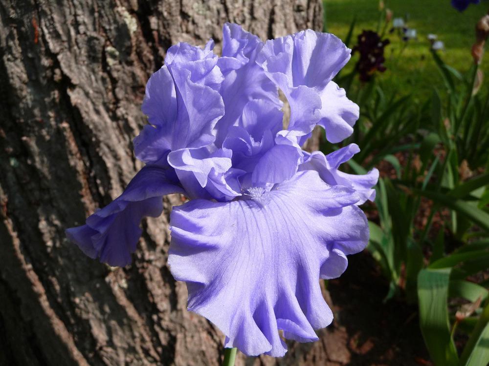 Photo of Tall Bearded Iris (Iris 'Abiqua Falls') uploaded by Lestv
