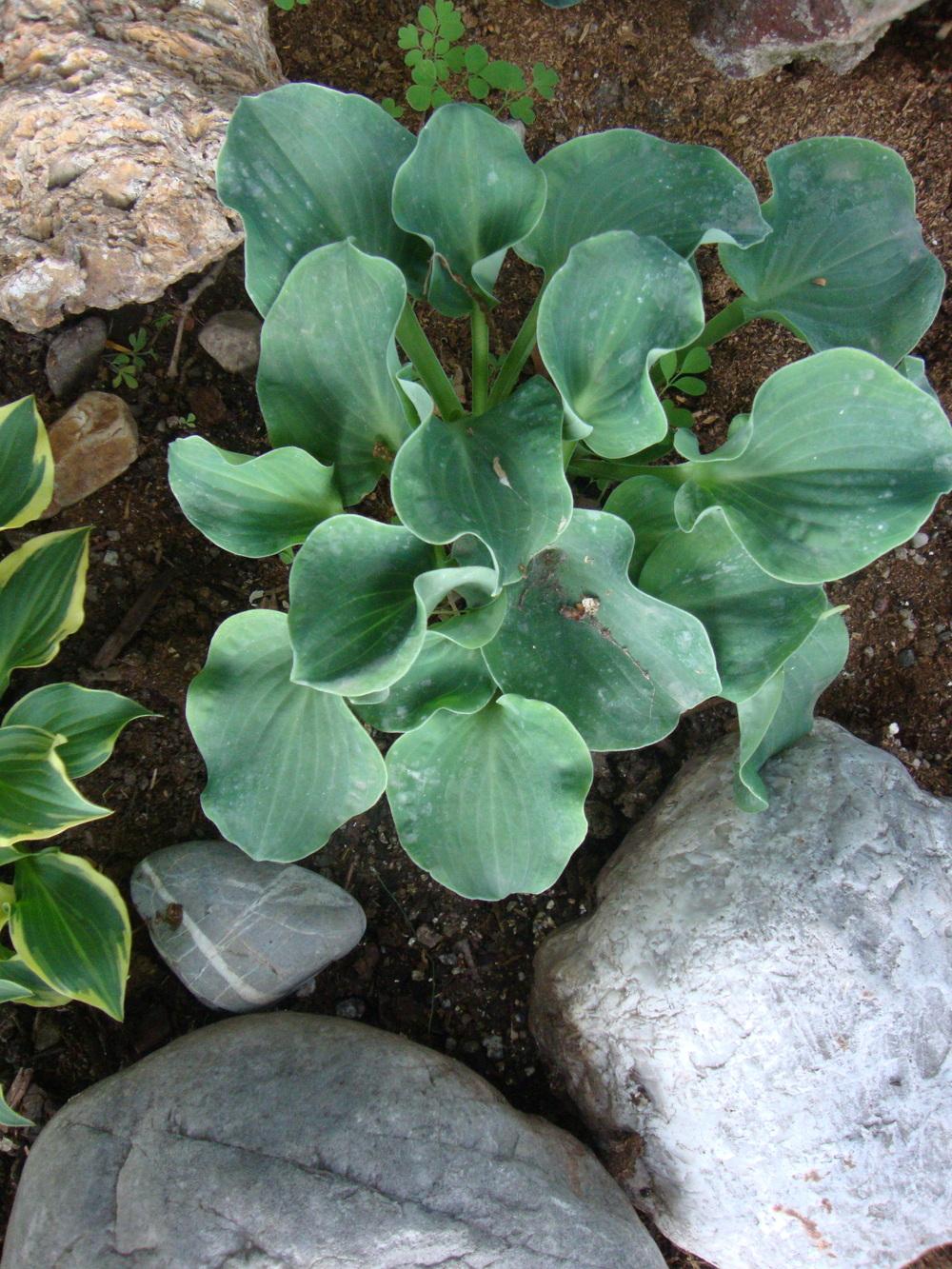Photo of Hosta 'Dancing Mouse' uploaded by Paul2032