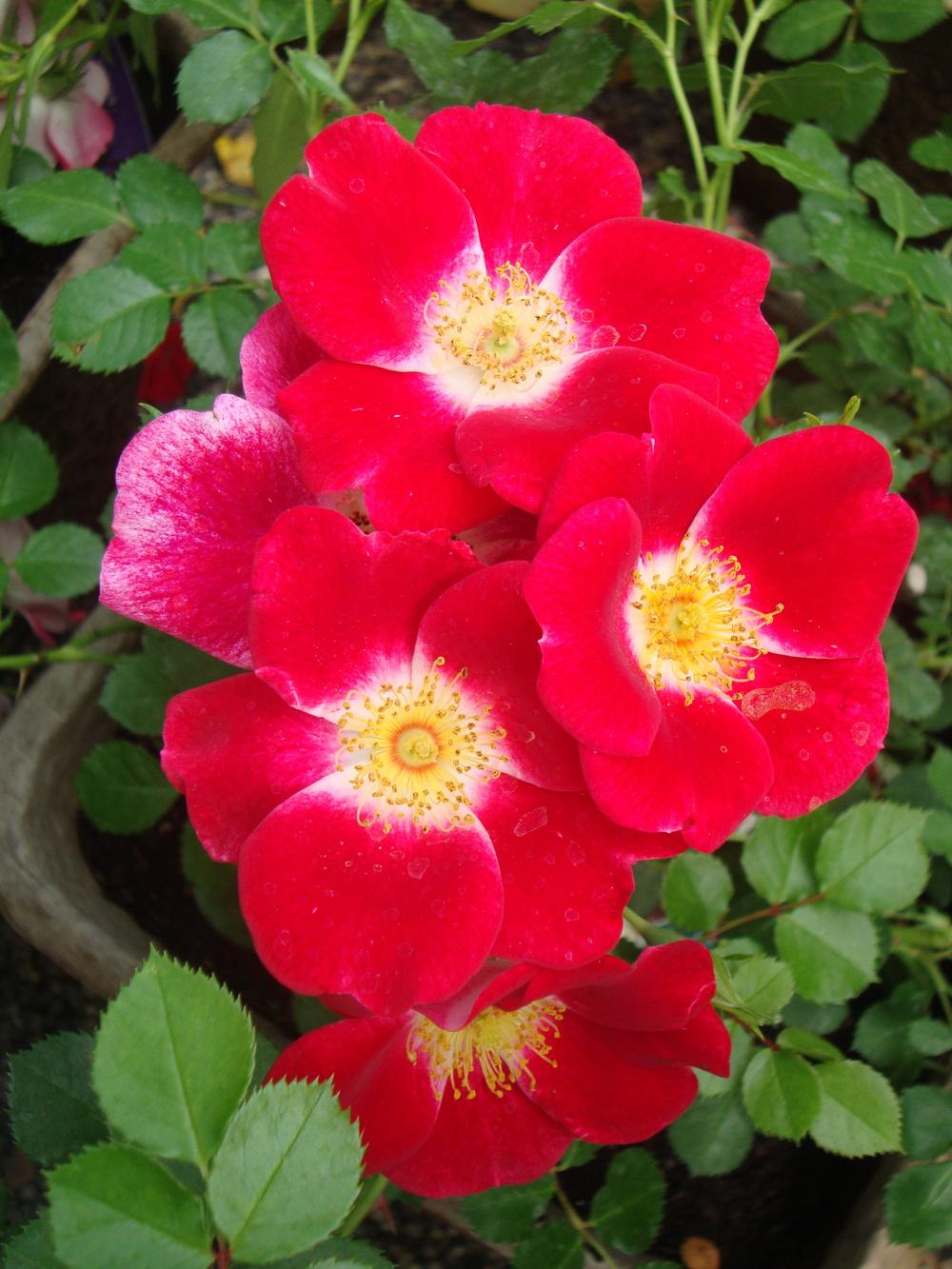 Photo of Rose (Rosa 'Carefree Spirit') uploaded by Paul2032