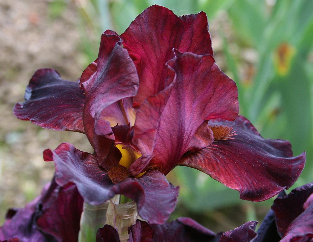 Photo of Border Bearded Iris (Iris 'Cranapple') uploaded by Pwinget