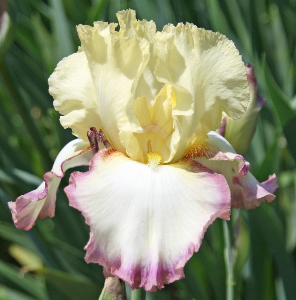 Photo of Tall Bearded Iris (Iris 'Gypsy Woman') uploaded by Snork