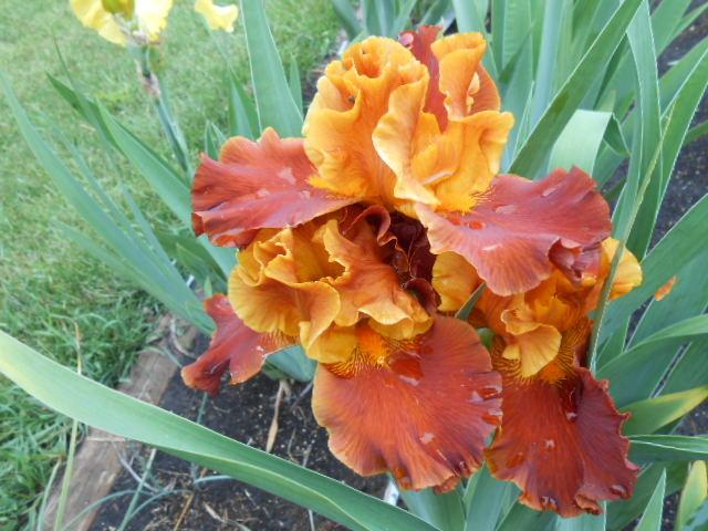 Photo of Tall Bearded Iris (Iris 'Colorado Expressions') uploaded by crowrita1