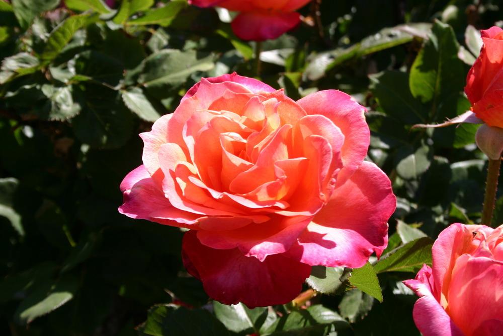 Photo of Rose (Rosa 'Broadway') uploaded by jon
