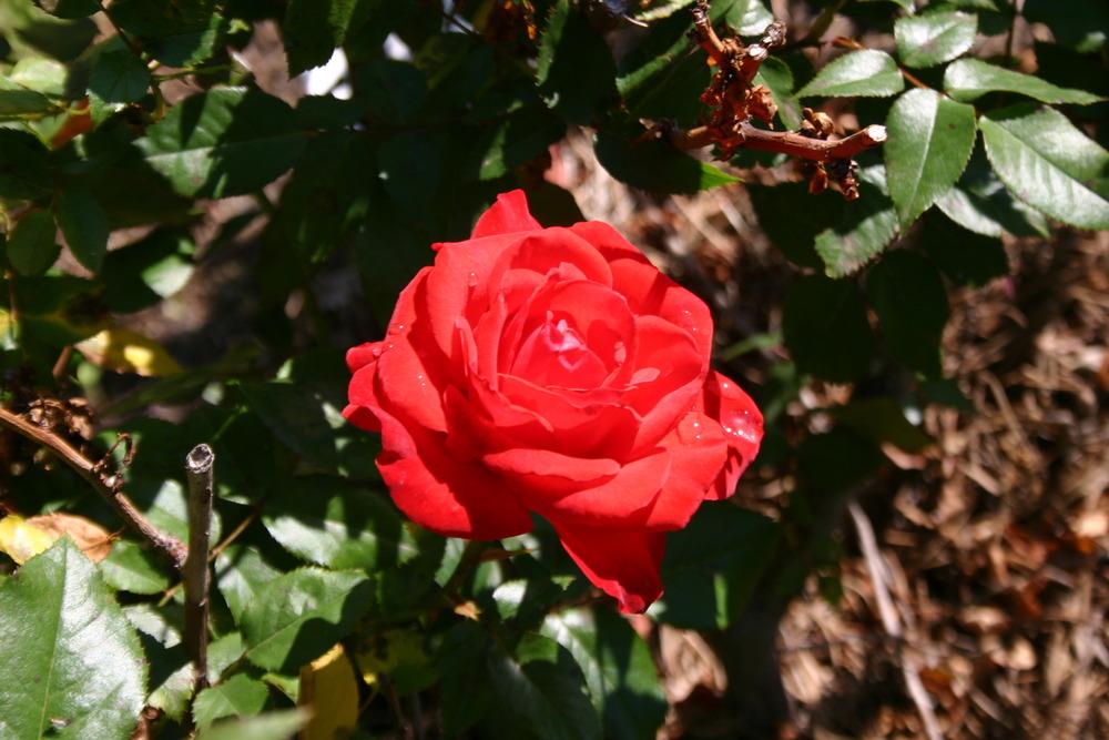 Photo of Rose (Rosa 'Hot 'n' Spicy') uploaded by jon