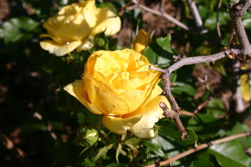Photo of Rose (Rosa 'Sun Flare') uploaded by jon