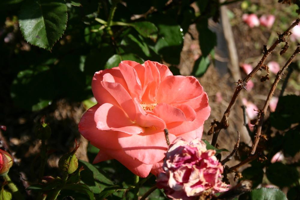 Photo of Rose (Rosa 'Sonia') uploaded by jon