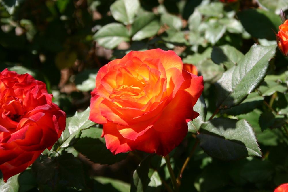 Photo of Rose (Rosa 'Charisma') uploaded by jon