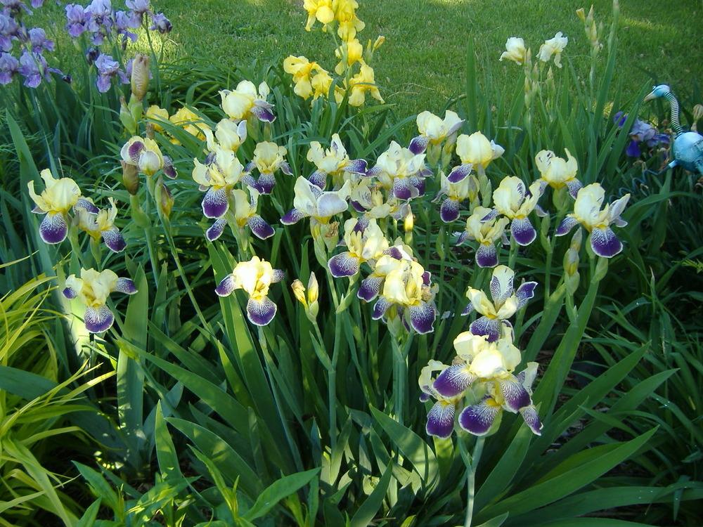 Photo of Intermediate Bearded Iris (Iris 'Loreley') uploaded by tveguy3