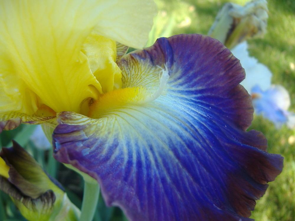 Photo of Tall Bearded Iris (Iris 'Point of No Return') uploaded by tveguy3