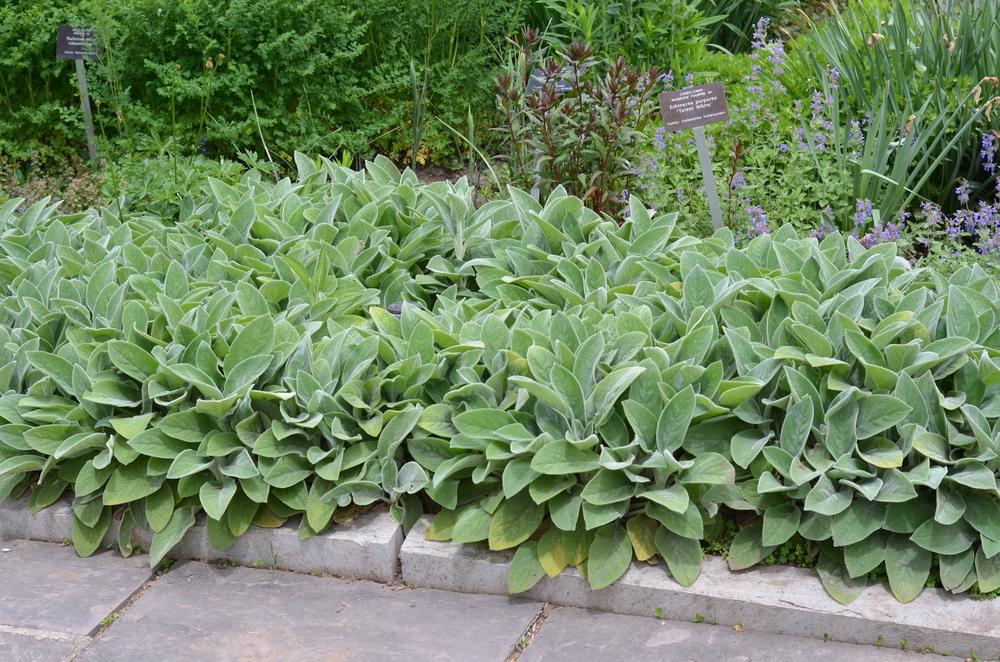 Photo of Lamb's Ear (Stachys byzantina 'Big Ears') uploaded by Anne
