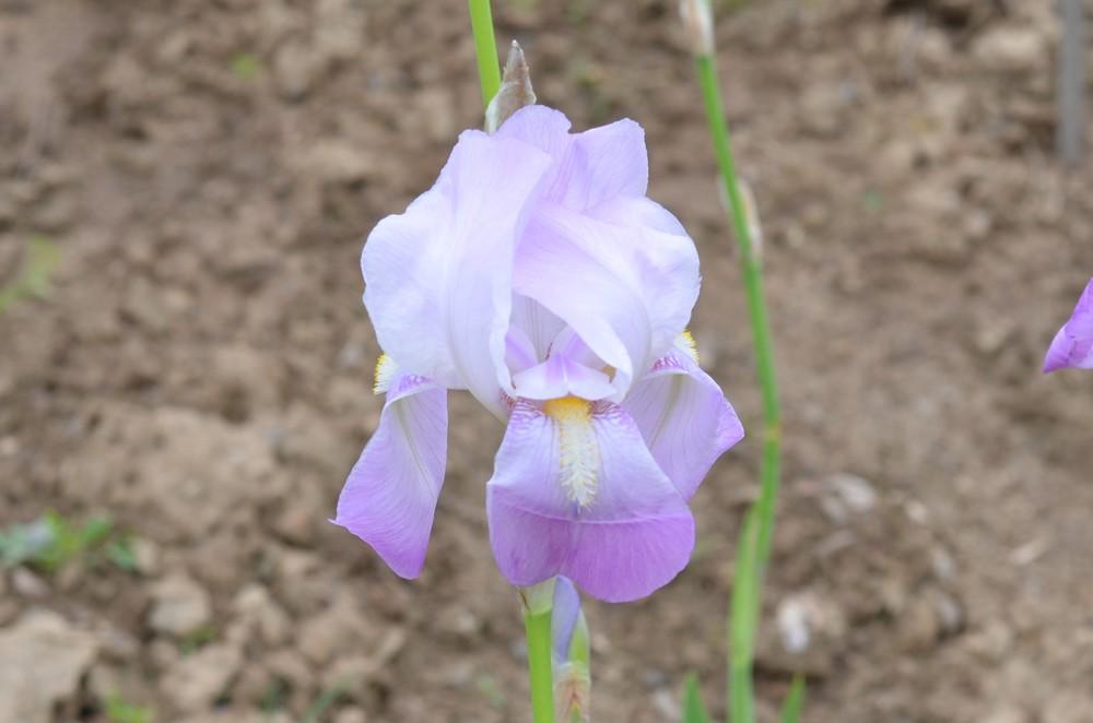 Photo of Tall Bearded Iris (Iris 'Imperial Blush') uploaded by Anne