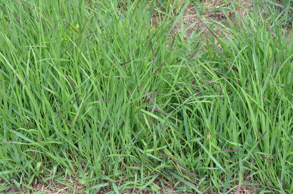 Photo of Switch Grass (Panicum virgatum 'Shenandoah') uploaded by Anne