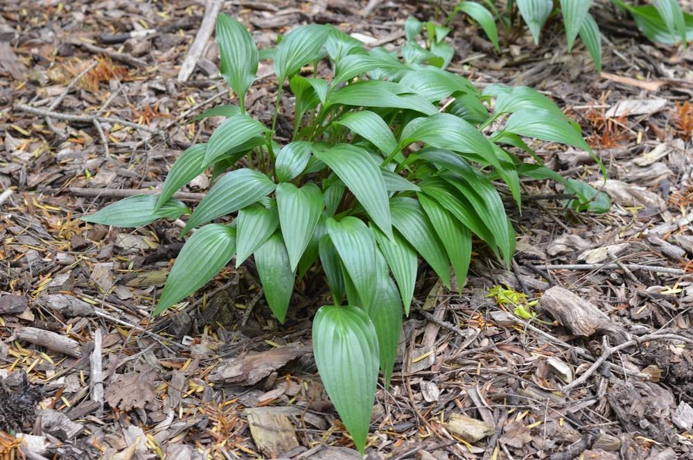 Photo of Hosta 'Lancifolia' uploaded by Anne