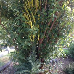 Location: Hamilton Square Perennial Garden, Historic City Cemetery, Sacramento CA.
Date: 2014-05-31
Poor positioning lead to the inflorescence intertwining the Buddl