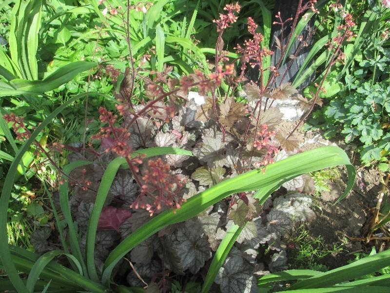 Photo of Coral Bells (Heuchera 'Veil of Passion') uploaded by Hemlady