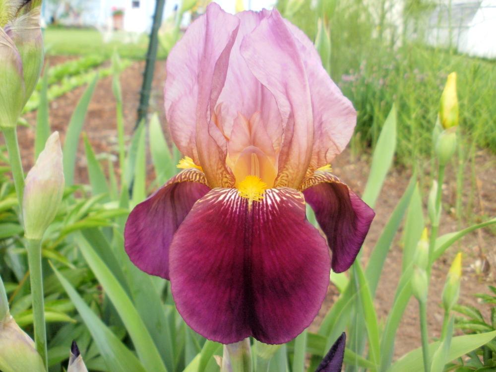 Photo of Tall Bearded Iris (Iris 'Indian Chief') uploaded by bramedog