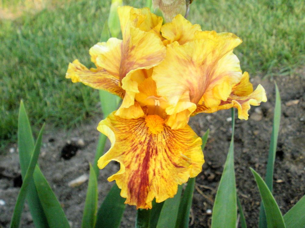 Photo of Tall Bearded Iris (Iris 'Wizard of Odds') uploaded by bramedog