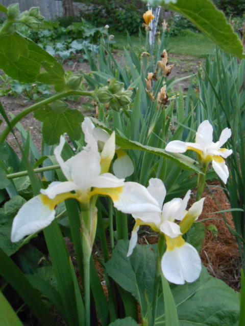 Photo of Siberian Iris (Iris 'Snow Queen') uploaded by crowrita1