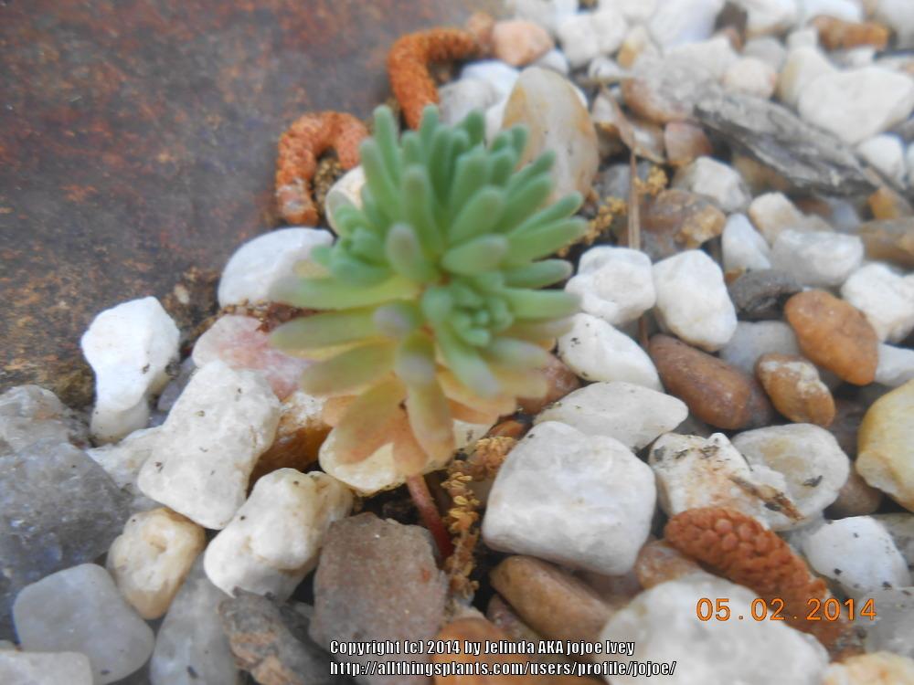 Photo of Red Stonecrop (Sedum rubens 'Lizard of Madagascar') uploaded by jojoe