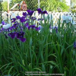 Location: Willamette Valley Oregon
Date: 2014-06-05
Japanese irises (Iris ensata)