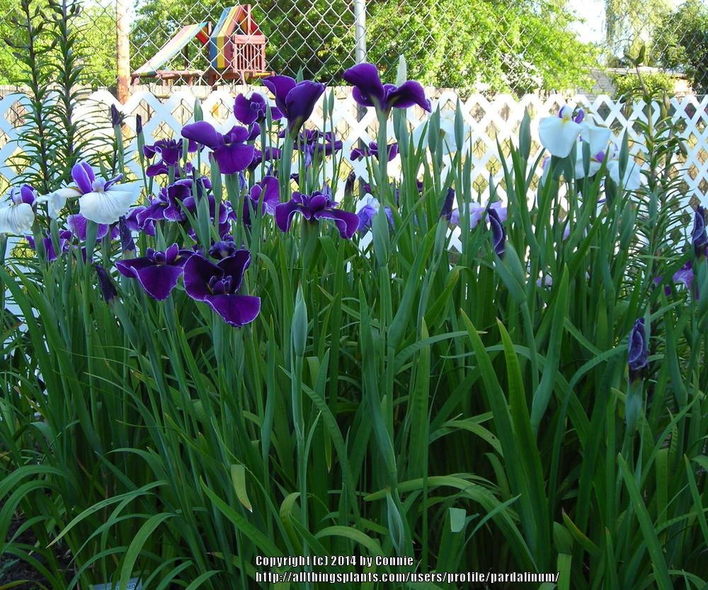 Photo of Irises (Iris) uploaded by pardalinum