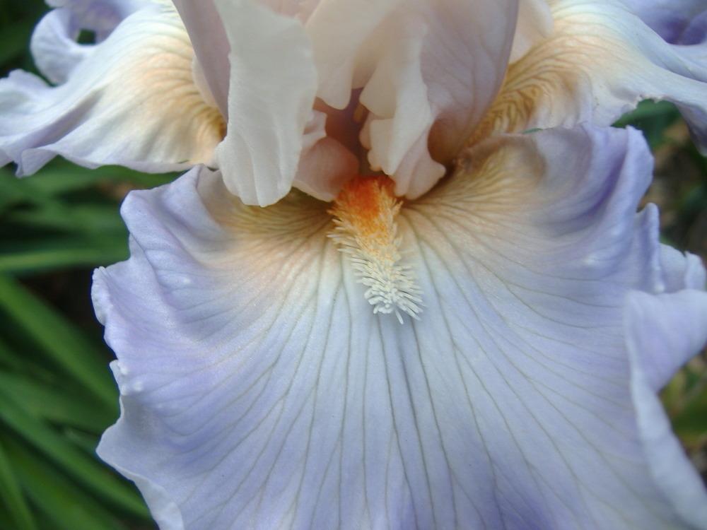 Photo of Tall Bearded Iris (Iris 'I Hope You Dance') uploaded by tveguy3