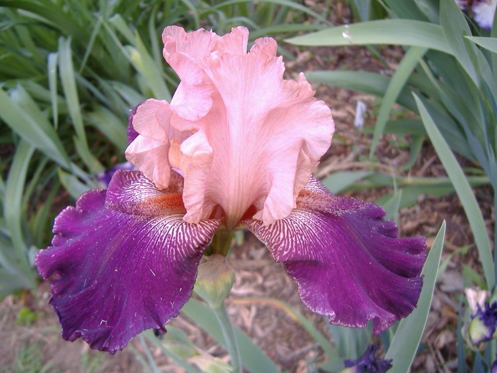 Photo of Tall Bearded Iris (Iris 'Stardock') uploaded by tveguy3
