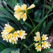 Triple Bloom of Yellow Solomone Clivia
