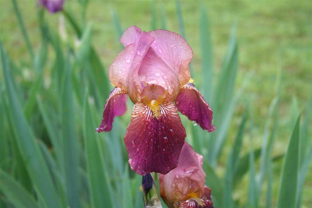 Photo of Tall Bearded Iris (Iris 'Dauntless') uploaded by KentPfeiffer