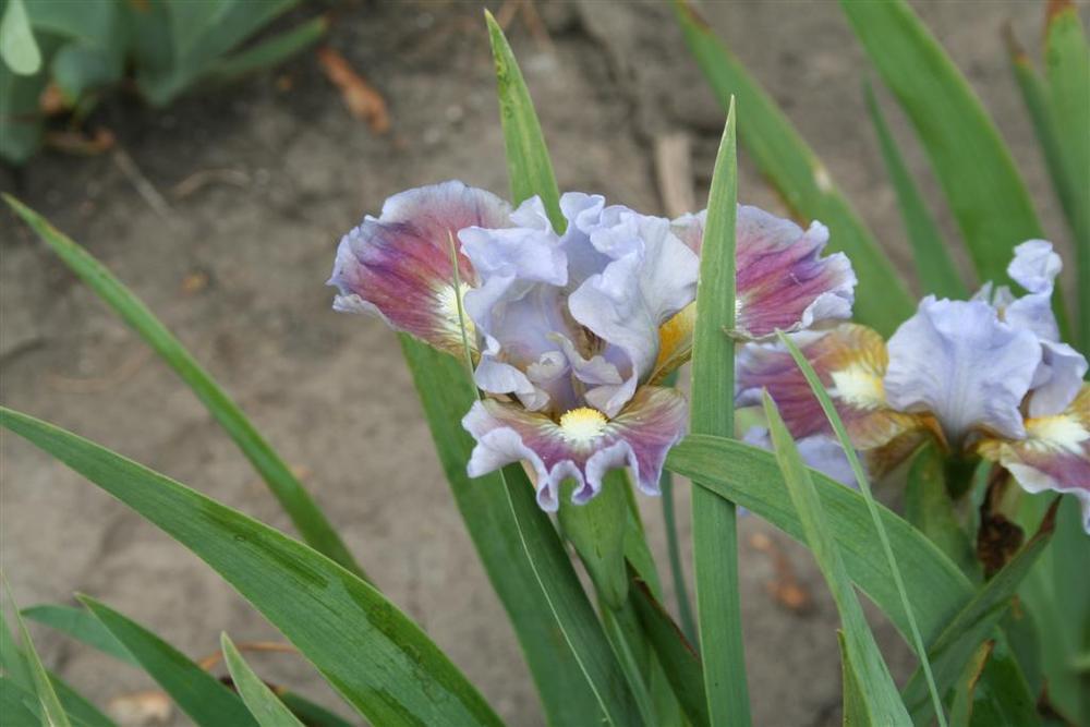 Photo of Standard Dwarf Bearded Iris (Iris 'Devoted') uploaded by KentPfeiffer