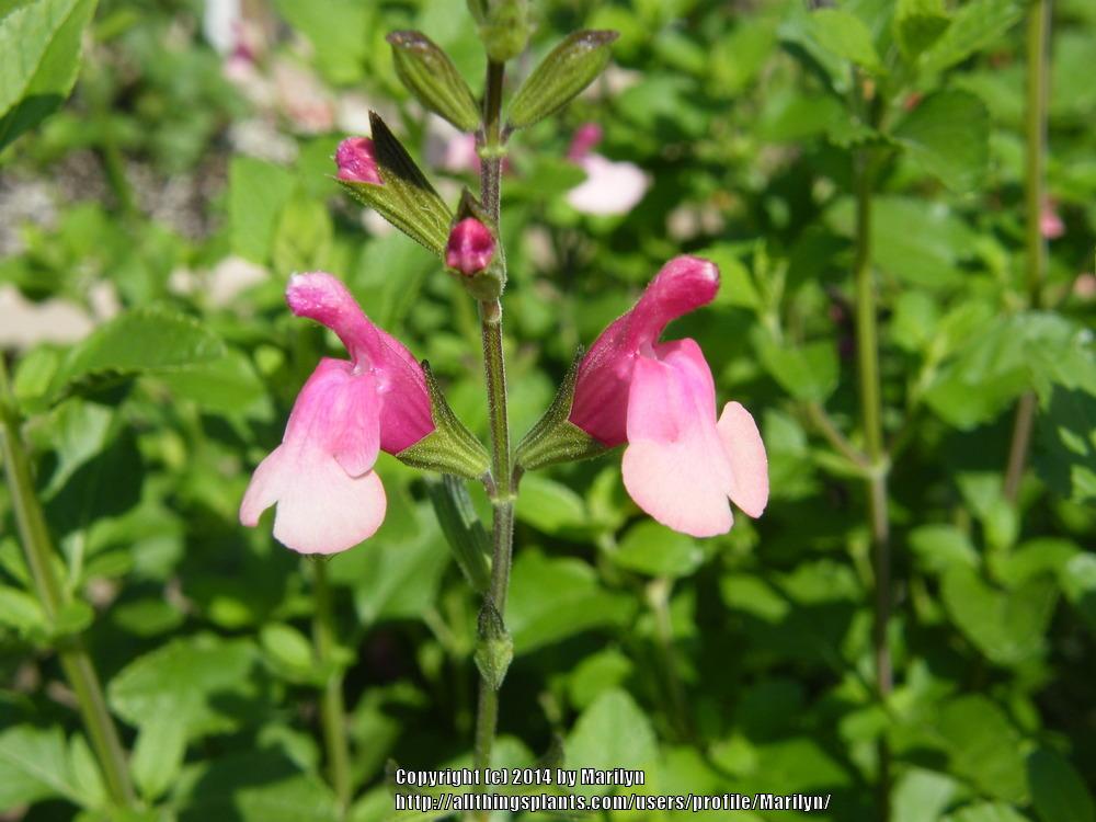 Photo of Autumn Sage (Salvia 'Shell Dancer') uploaded by Marilyn
