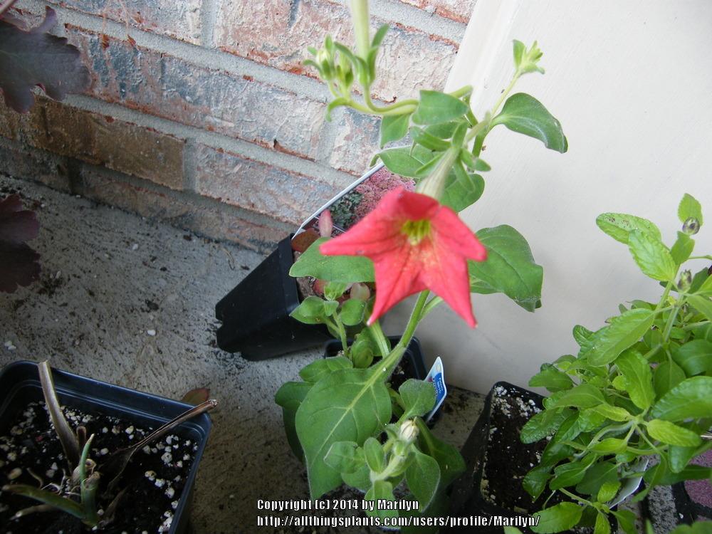 Photo of Petunia (Petunia exserta) uploaded by Marilyn
