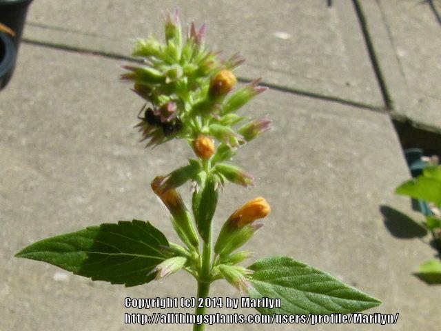 Photo of Anise Hyssop (Agastache Kudos™ Gold) uploaded by Marilyn
