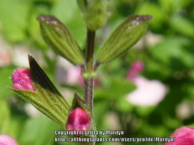 Photo of Autumn Sage (Salvia 'Shell Dancer') uploaded by Marilyn