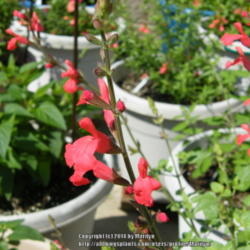 Location: My garden in Kentucky
Date: 2014-06-05
Love this Salvia a lot!